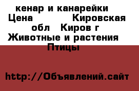 кенар и канарейки  › Цена ­ 2 000 - Кировская обл., Киров г. Животные и растения » Птицы   